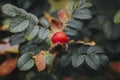 Beautiful red rosehip berries in the garden