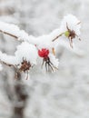 Red rosehip berries with hoar frost Royalty Free Stock Photo