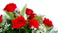 Beautiful Red Roses Rosaceae Rosoideae Rosa Arranged with White Baby`s Breath for Valent