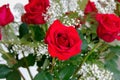 Beautiful Red Roses Rosaceae Rosoideae Rosa Arranged with White Baby`s Breath for Valent