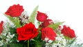 Beautiful Red Roses Rosaceae Rosoideae Rosa Arrangement with White Baby`s Breath