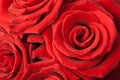 Beautiful red roses background Royalty Free Stock Photo