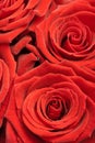 Beautiful red roses background Royalty Free Stock Photo