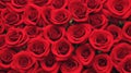 Beautiful red roses background Royalty Free Stock Photo