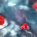Beautiful red roses on a background of fabulous blue bokeh in a summer garden. Square abstract floral background. Copy space. Royalty Free Stock Photo