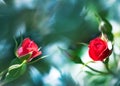 Beautiful red roses on a background of fabulous bokeh in a summer garden. Royalty Free Stock Photo