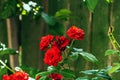 Beautiful red roses bush abundant blooming in summer garden, fallen petals after rain Royalty Free Stock Photo