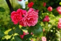 Beautiful red roses bush in garden at summer day Royalty Free Stock Photo