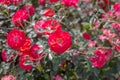 Beautiful red roses bush in the garden at summer day. Selective focus Royalty Free Stock Photo