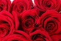 Beautiful red roses, closeup Royalty Free Stock Photo