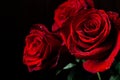 Beautiful red roses with drops of water on black background Royalty Free Stock Photo