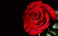 Beautiful red roses with drops of water on black background Royalty Free Stock Photo