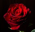 Beautiful red roses with drops of water on black background Royalty Free Stock Photo