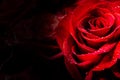 Beautiful red roses with drops of water on black background