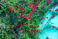 Beautiful red roses on facade at window at old house in street Royalty Free Stock Photo