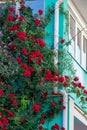 Beautiful red roses on facade at window at old house in street Royalty Free Stock Photo