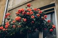 Beautiful red roses on facade at window at old house in street c Royalty Free Stock Photo