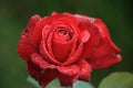 Beautiful red roses after the first frost Royalty Free Stock Photo