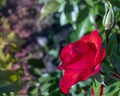 Beautiful red roses flowers, glossy and green leaves on shrub branches against the green foliage.