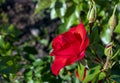 Beautiful red roses flowers, glossy and green leaves on shrub branches against the green foliage.