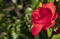 Beautiful red roses flowers, glossy and green leaves on shrub branches against the green foliage.