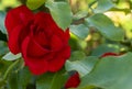 Beautiful red roses flowers, glossy and green leaves on shrub branches against the green foliage.