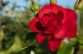 Beautiful red roses flowers, glossy and green leaves on shrub branches against the green foliage.