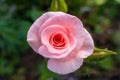 Beautiful red roses flowers, glossy and green leaves on shrub branches against the green foliage.