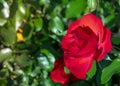 Beautiful red roses flowers, glossy and green leaves on shrub branches against the green foliage.