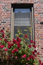 Beautiful Red Roses in front of an Urban Window on an Old Brick Apartment Building in Astoria Queens New York Royalty Free Stock Photo