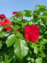 beautiful red roses in the garden