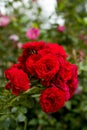 Beautiful red roses in garden Royalty Free Stock Photo