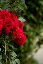 Beautiful red roses in garden Royalty Free Stock Photo