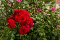 Beautiful red roses in garden Royalty Free Stock Photo