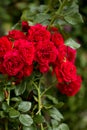 Beautiful red roses in garden Royalty Free Stock Photo