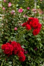 Beautiful red roses in garden Royalty Free Stock Photo