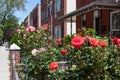 Beautiful Red Roses in a Garden with a Row of Old Brick Homes in Astoria Queens New York Royalty Free Stock Photo