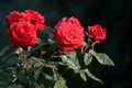 Beautiful red roses in garden. Symbol of passionate love. Flower