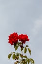 Beautiful red roses and green leaves with light blue sky as background Royalty Free Stock Photo