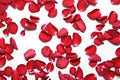 Beautiful red roses petals on white background. Valentine's Day Royalty Free Stock Photo