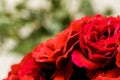 Beautiful red roses for romatic background Royalty Free Stock Photo