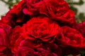 Beautiful red roses for romatic background Royalty Free Stock Photo