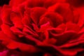 Beautiful red roses for romatic background