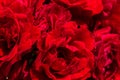 Beautiful red roses for romatic background Royalty Free Stock Photo