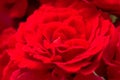 Beautiful red roses for romatic background Royalty Free Stock Photo