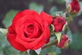 Beautiful red roses in rose garden