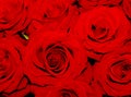 Beautiful Red roses shining at our eyes