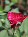 beautiful red roses shot with a macro camera lens