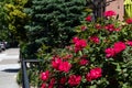 Beautiful Red Roses during Spring along a Neighborhood Sidewalk in Astoria Queens New York Royalty Free Stock Photo