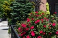 Beautiful Red Roses during Spring along a Neighborhood Sidewalk in Astoria Queens New York Royalty Free Stock Photo